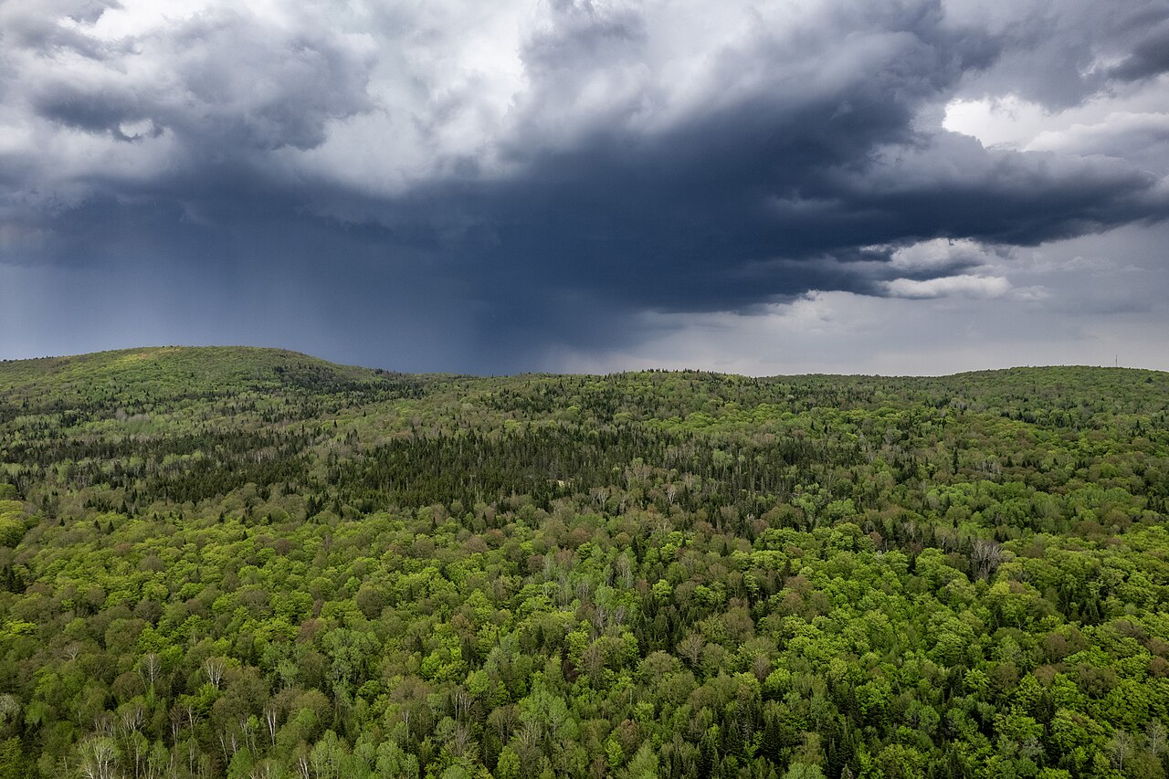 Nimbostratus Forest.jpg