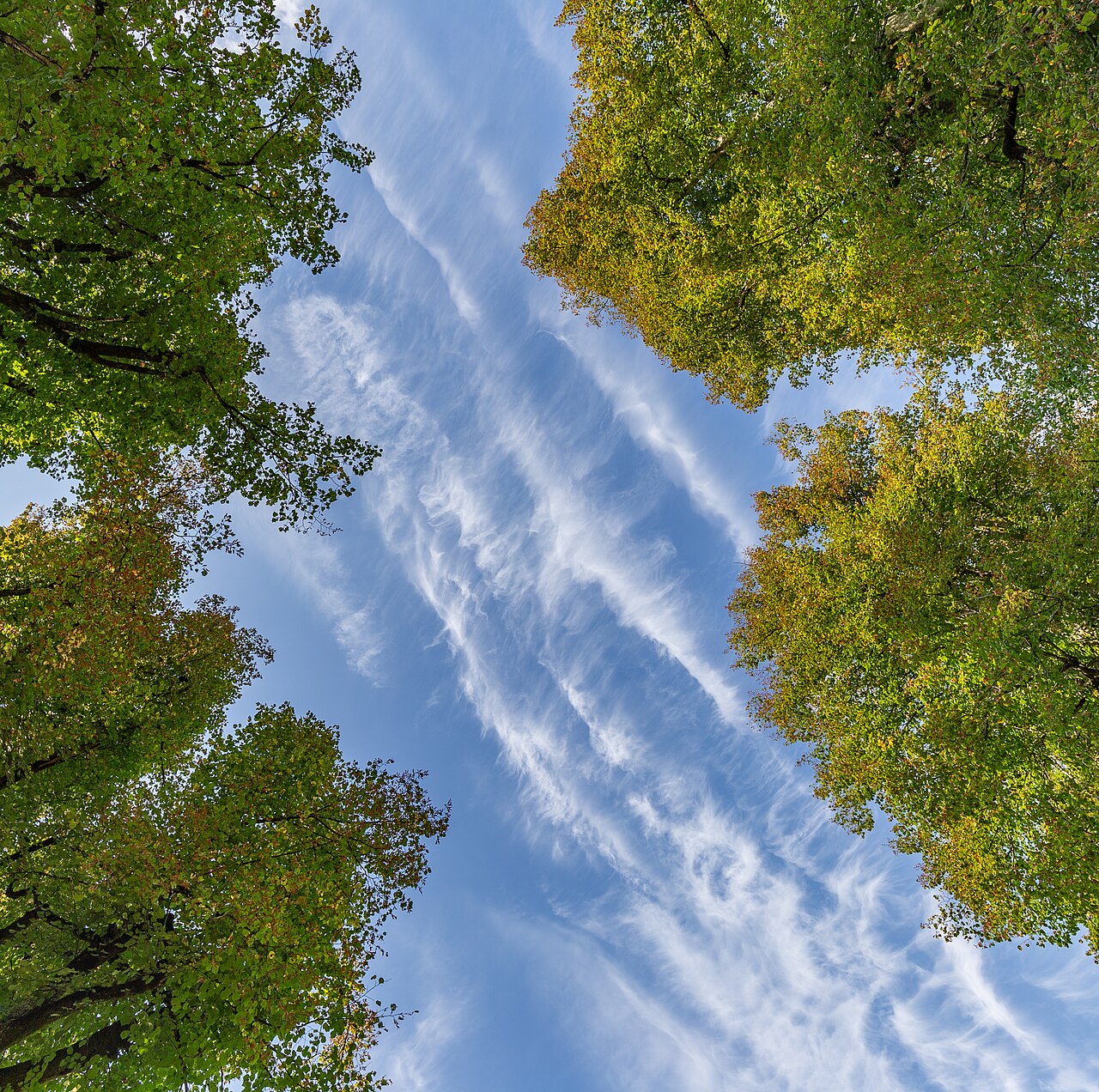 Linden trees and the sky in Planina, Postojna, Slovenia.jpg