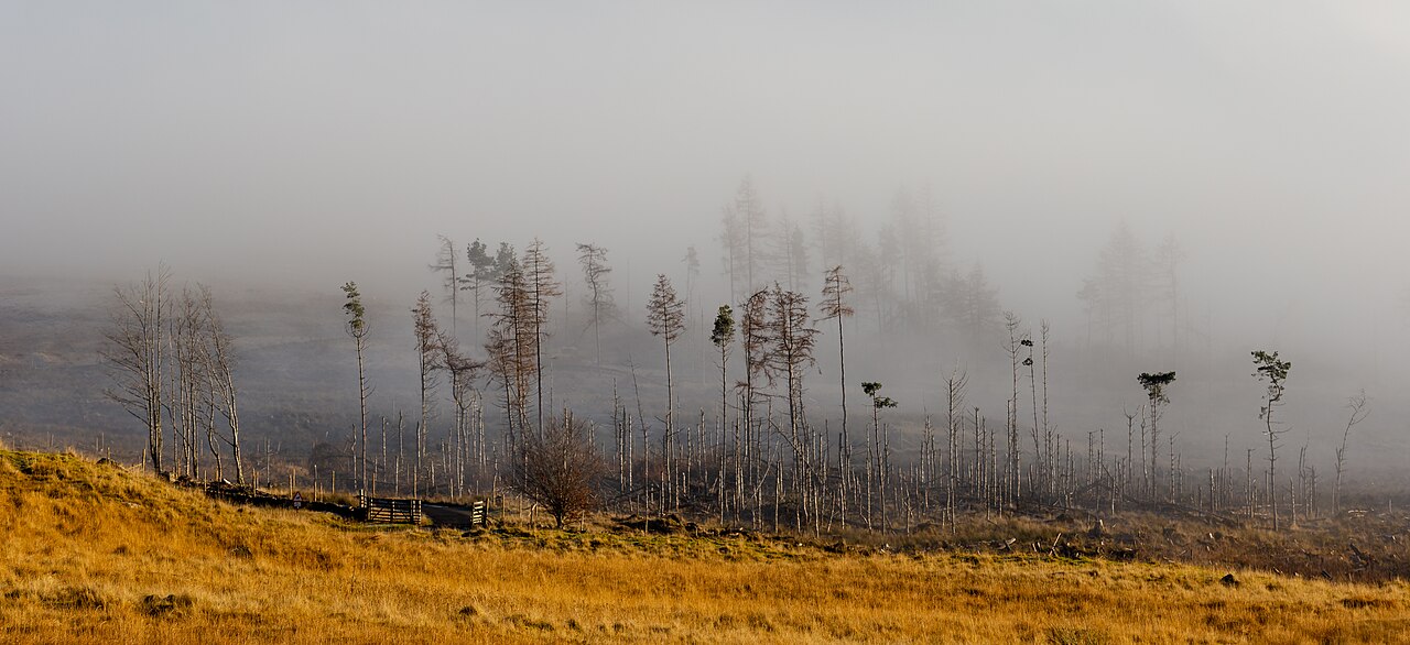 Trees in fog on the northern side of Loch Tay, Scottish Highlands, Scotland.jpg