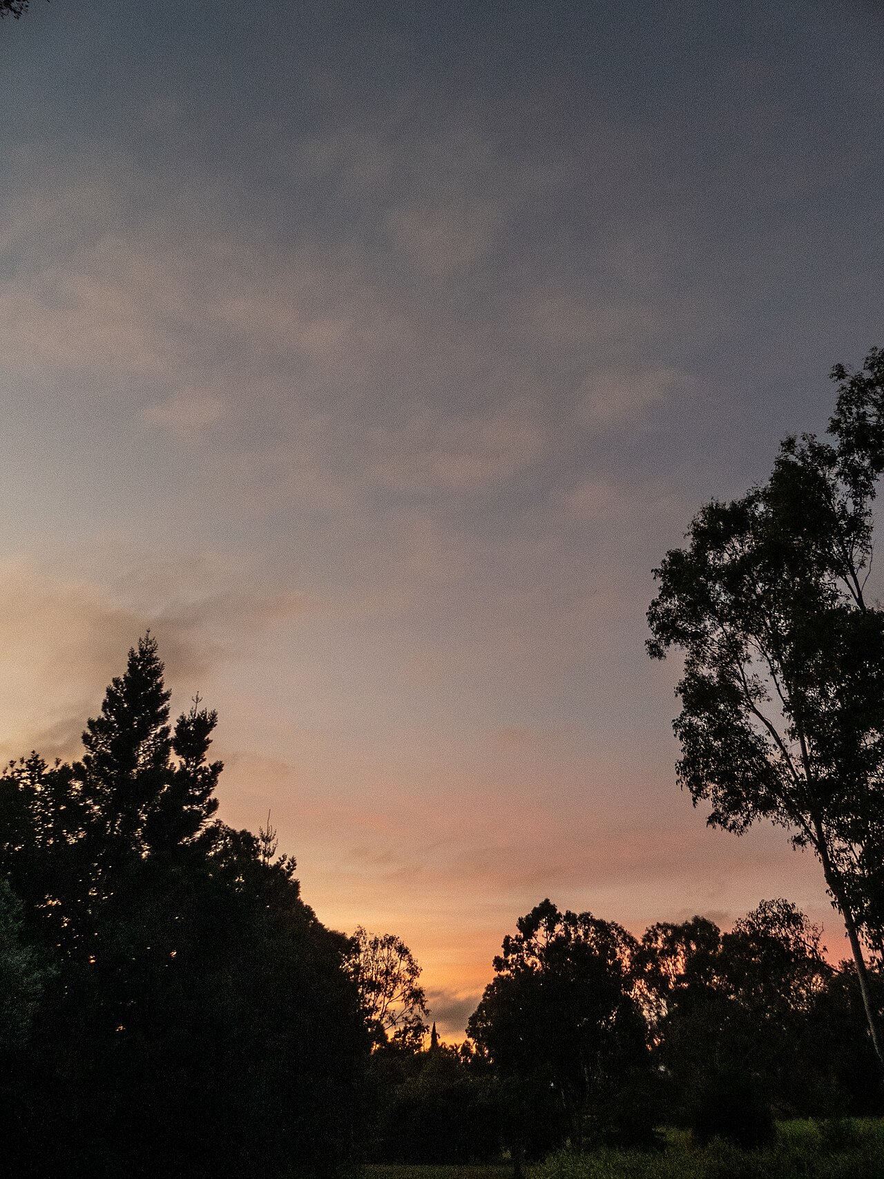 Altostratus at sunrise 7th Brigade Park Chermside P1080046.jpg